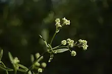 Gomphrenoids: Pfaffia glomerata