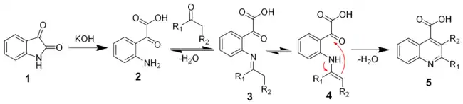 The mechanism of the Pfitzinger reaction