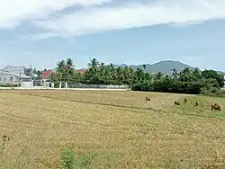 Field near Cầu Ké Parish, Vĩnh Hiệp