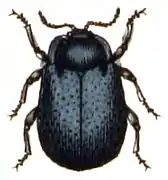 Phaedon armoraciae