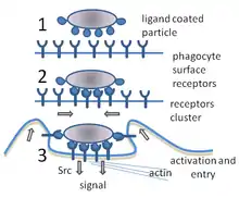 A cartoon: 1. The particle is depicted by an oval and the surface of the phagocyte by a straight line. Different smaller shapes are on the line and the oval. 2. The smaller particles on each surface join. 3. The line is now concave and partially wraps around the oval.Ernst & Stendahl 2006, p. 6