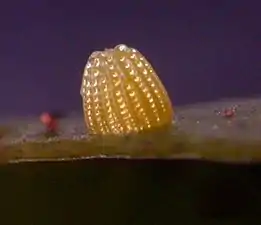 Egg