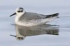 Red phalarope