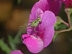 Phaneroptera cf. nana, nymph