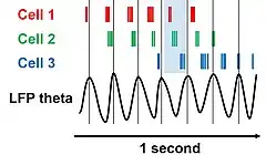 Diagram, with a left-to-right arrow marked "1 second" at the bottom. At the upper left are three labels, "Cell 1", "Cell 2", and "Cell 3", in three different colors, and each is followed to the right by a series of tick marks in the corresponding colors. Below the sets of tick marks and above the arrow is a wave function shown as a black line and labeled as "LFP theta". There are thin vertical lines positioned at each peak of the LFP wave, and the space between two of those lines is shaded in blue. The tick marks for Cell 1 tend to occur to the left of those for Cell 2, which in turn tend to be to the left of those for Cell 3, and the tick marks for all three cells occur successively farther and farther to the left between each successive vertical line.