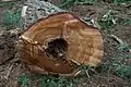 Hollow  log at stump level---An extreme case of infection