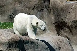 Polar Bear at the Philadelphia Zoo