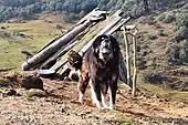 Tibetan Mastiff in Sandakpur, Nepal