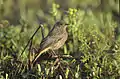 Immature European black redstart