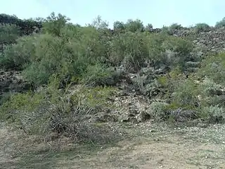 View of the Hedgepath Hills and Sonoran Desert from the Deer Valley Rock Art Center. The rocks in the Hedge Hills were formed in the Pliocene era when lava squeezed up through fissures in the earth. This type of volcanic rock is called basalt.