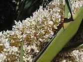 Close-up of flowers