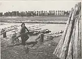 Macerated hemp sheaves being taken out to be dried near Ferrara in 1950.