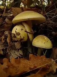 Death caps in French deciduous wood