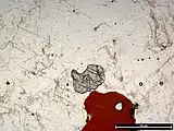 Garnet and biotite in an S-type granite