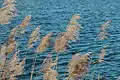 Phragmites in Amsterdam, Netherlands