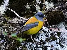 Patagonian sierra-finch