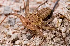 The amplypygid chelicerate Phrynus asperatipes