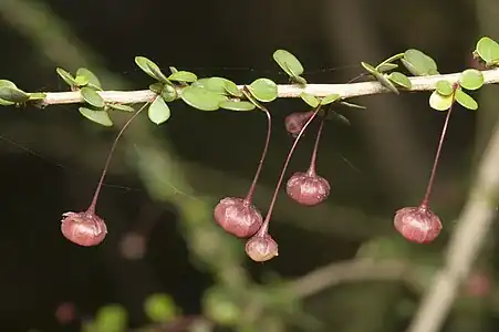 Fruit