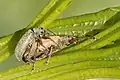 Phyllobius pyri mating couple