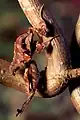 Sub-adult male ghost mantis's wing-buds