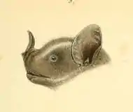 The image is a drawing of a bat head.