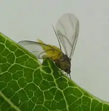 Phylloxera perniciosa, winged adult found on Carya