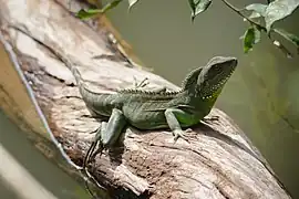 At Khao Yai NP, Thailand