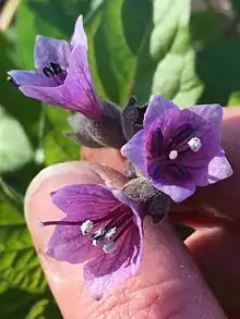 Flowers of Physochlaina orientalis