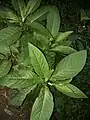 Leaves