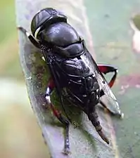 Phytomyia cf. crassa