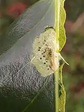 A larva exposed in its mine