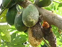 Mycelium associated with snail or slug feeding and bird feeding injury to papaya near Kainaliu, Hawai‘i