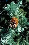 Dangling mature female cone