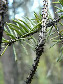 Twig with striped, blue-green, four-sided needles