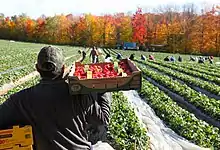 A man carries a flat of strawberries in a field