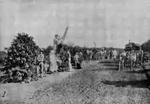 European immigrants working in a coffee plantation in the State of São Paulo.