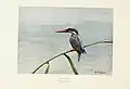 Common kingfisher