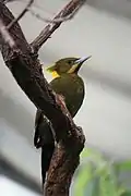 Greater Yellownape