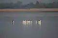 Pied avocet in Little Runn of Kutch, India