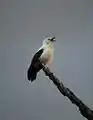 Pied babblers display cooperative sentinel behaviour, with individuals foregoing foraging to act as watchmen for the rest of the group. This is usually done high up in exposed locations. When they spot a predator they give alarm calls to alert the rest of the group to the type of threat.