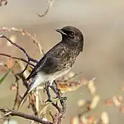 S. c. bicolor male, Rajasthan, India