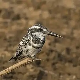 Pied kingfisher (Ceryle rudis leucomelanurus) male.jpg