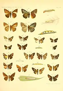 I. bononia, I. iapis and I. feralia in Piepers and Snellen The Rhopalocera of Java