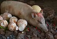 Samoan umu, an oven of hot rocks above ground.