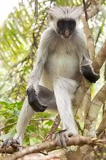 Gray monkey