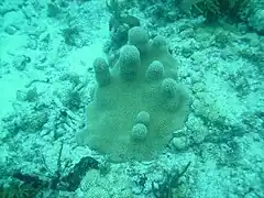 A small colony of pillar coral at Marker 32 reef, June 2010