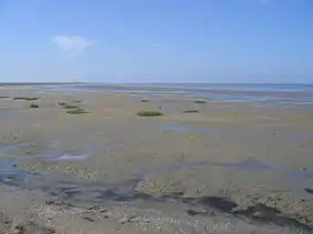 Coast with muddy areas and sparse vegetation