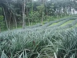 Pineapple and Rubber cultivations in Vazhakulam