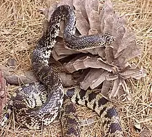 Image 52Louisiana pinesnake (from Louisiana)