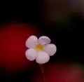 Frontal view of a P. filifolia flower